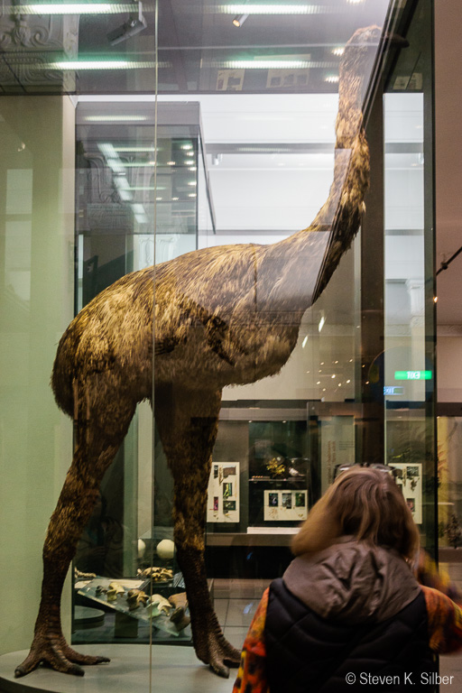 Giant Moa reconstruction - extinct New Zealander. (1/13 sec at f / 6.3,  ISO 1250,  38 mm, 18.0-55.0 mm f/3.5-5.6 ) November 24, 2023