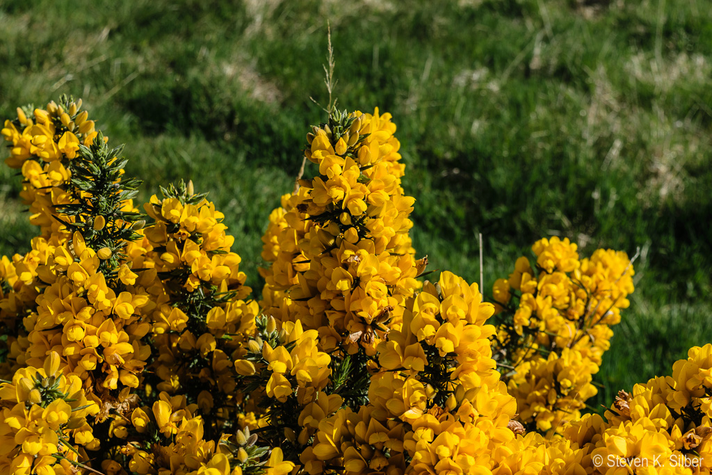 The gorse plant has many thorns/stickers that make it less than desirable. (1/400 sec at f / 9.0,  ISO 100,  40 mm, 18.0-55.0 mm f/3.5-5.6 ) May 09, 2017