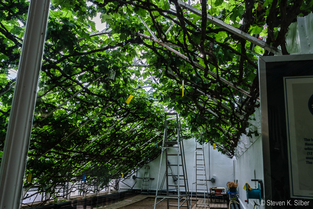 Trellis support for the grape vine inside the green house. (1/20 sec at f / 11,  ISO 100,  18 mm, 18.0-55.0 mm f/3.5-5.6 ) April 28, 2017