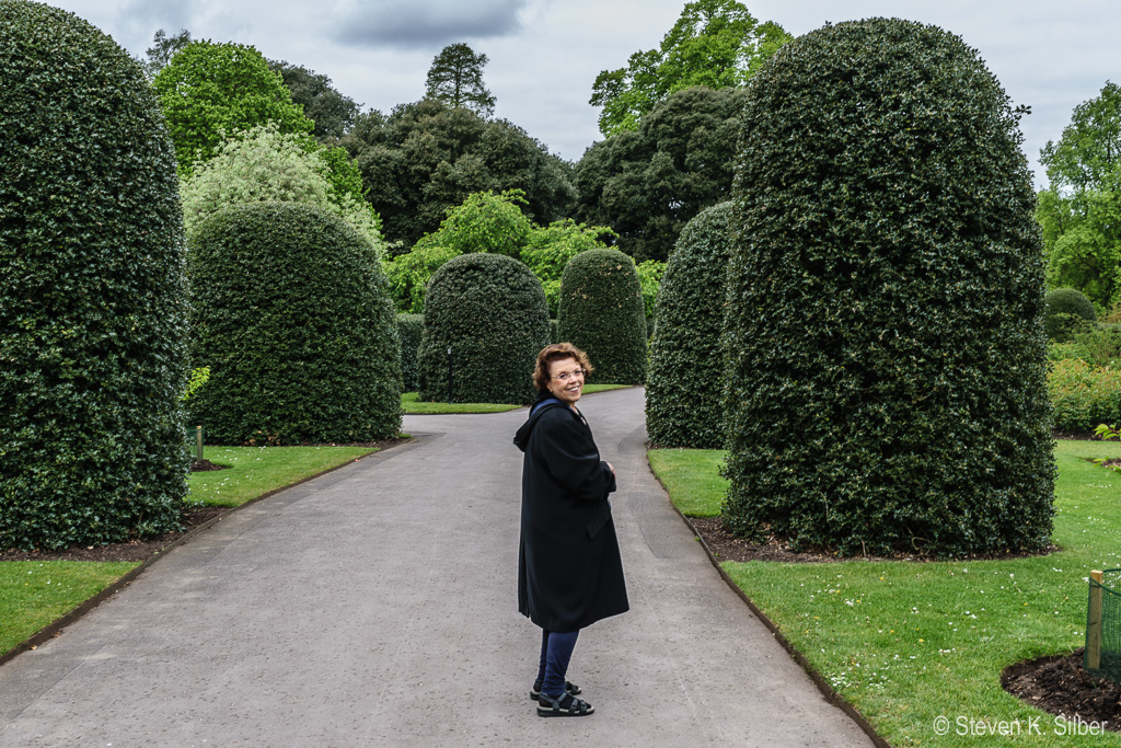 Shaped Holly Bushes. (1/30 sec at f / 13,  ISO 100,  27 mm, 18.0-55.0 mm f/3.5-5.6 ) April 29, 2017