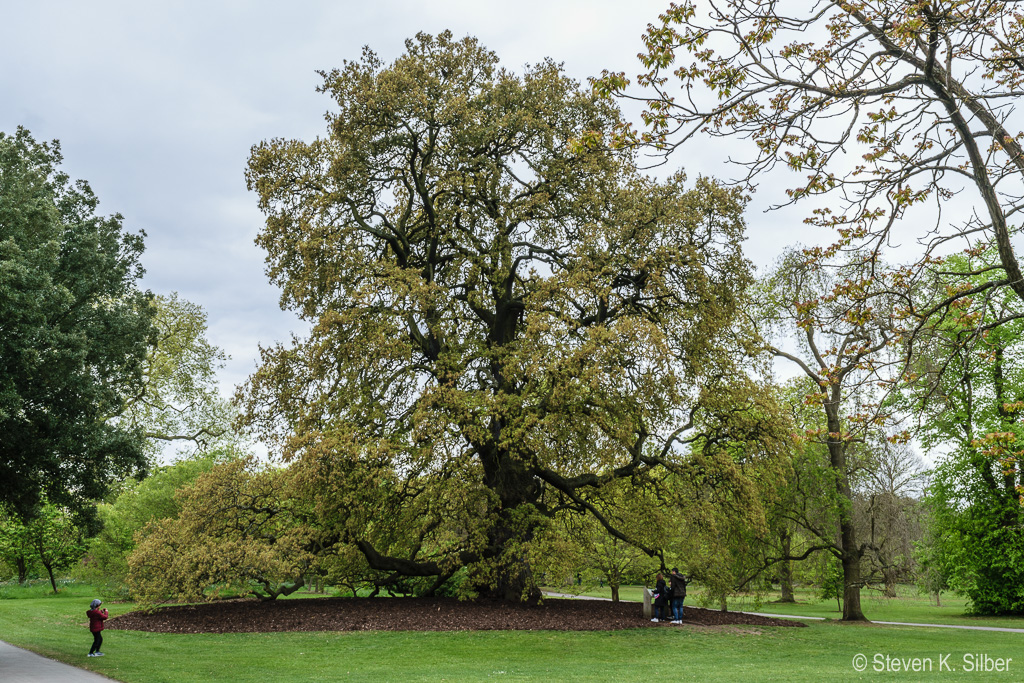 Reminded me of the Century Oak on A&M Campus, but older. (1/40 sec at f / 13,  ISO 100,  25 mm, 18.0-55.0 mm f/3.5-5.6 ) April 29, 2017