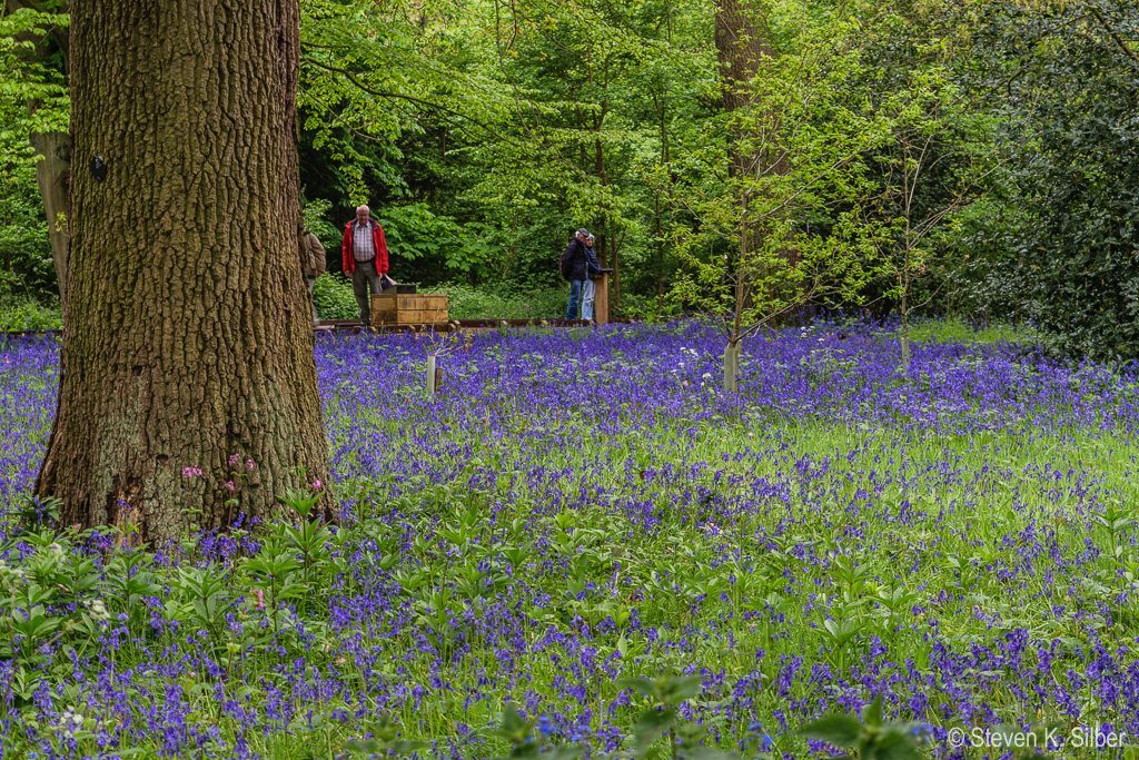 Bluebells (1/15 sec at f / 5.6,  ISO 100,  52 mm, 18.0-55.0 mm f/3.5-5.6 ) April 29, 2017