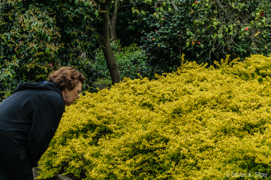 Mounds of flowers. (1/640 sec at f / 5.0,  ISO 100,  40 mm, 18.0-55.0 mm f/3.5-5.6 ) April 29, 2017