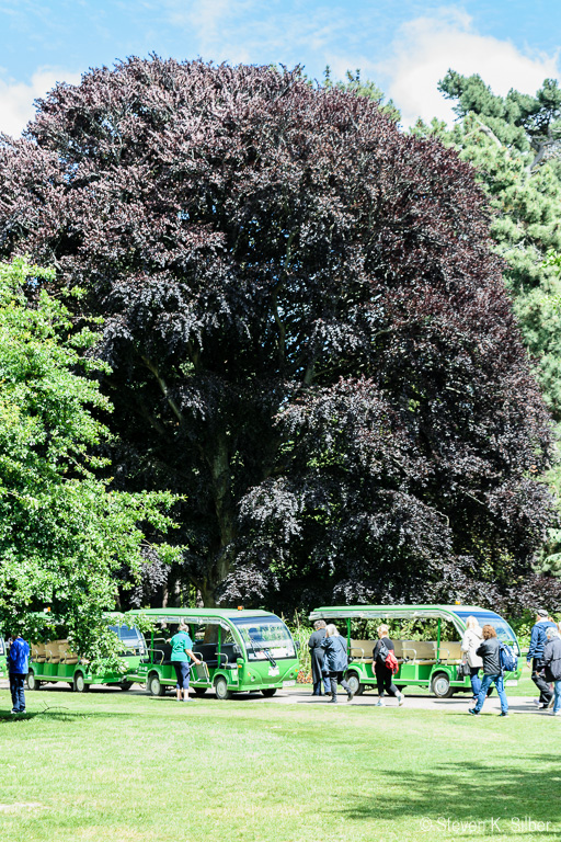 "Catepillar' tour carts for guided tour through the gardens. (1/100 sec at f / 7.1,  ISO 200,  48 mm, 18.0-55.0 mm f/3.5-5.6 ) November 20, 2023