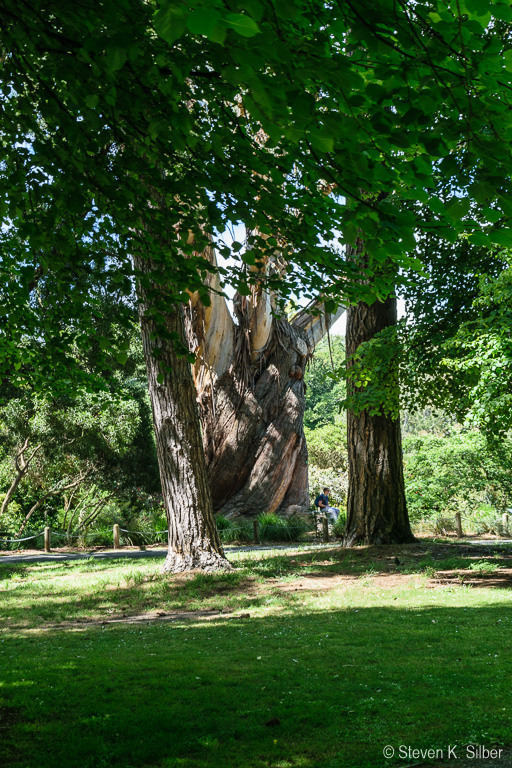 A  number of old. large trees had twisted trunks. (1/100 sec at f / 9.0,  ISO 200,  36 mm, 18.0-55.0 mm f/3.5-5.6 ) November 20, 2023