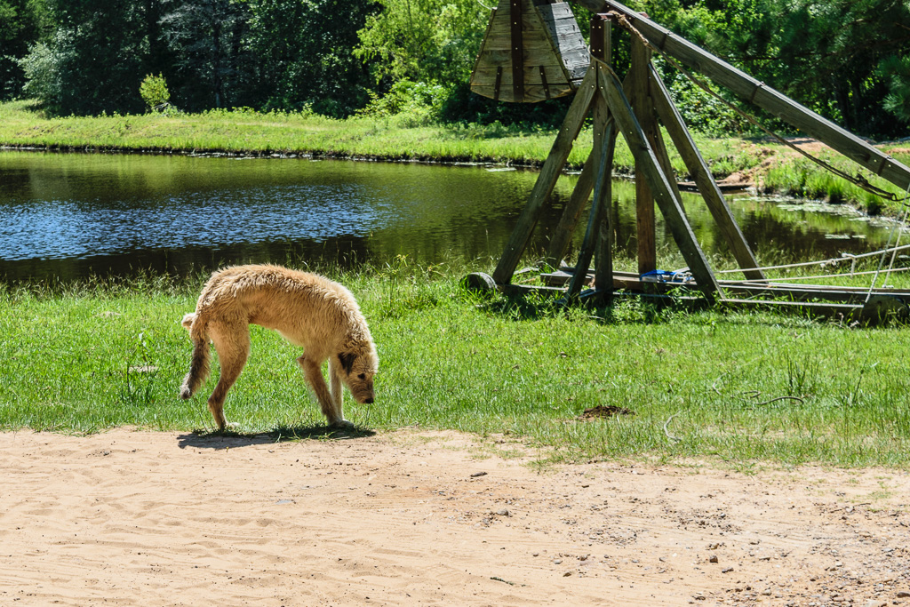 Irish Wolfhound, has full access to all of the castle. (1/800 sec at f / 6.3,  ISO 200,  38 mm, 18.0-55.0 mm f/3.5-5.6 ) July 11, 2019