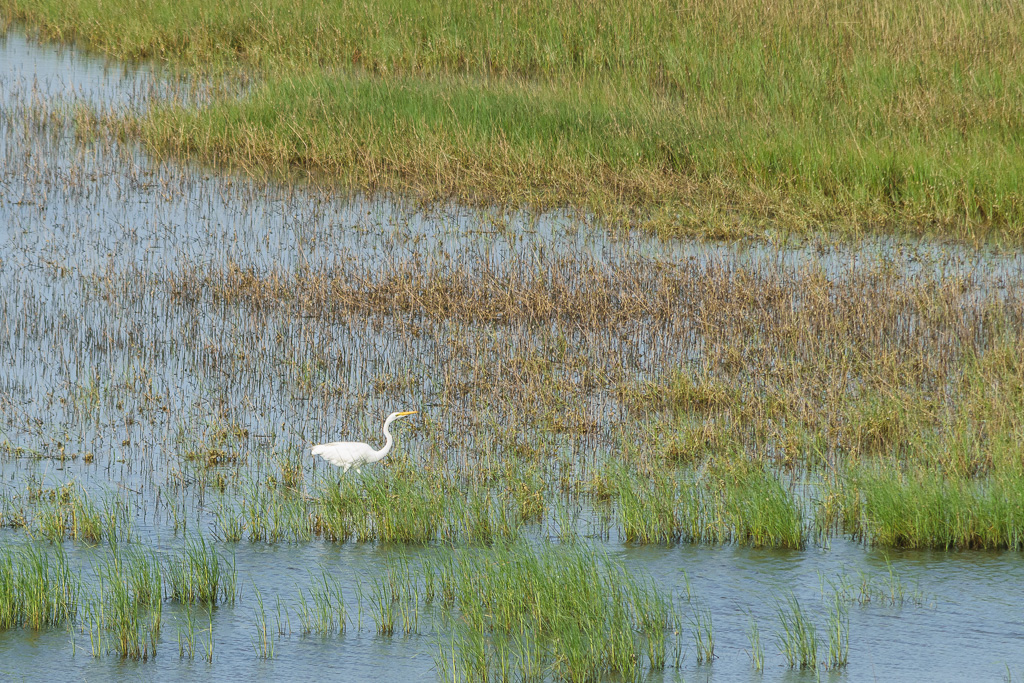 (1/500 sec at f / 9.0,  ISO 450,  300 mm, 55.0-300.0 mm f/4.5-5.6 ) June 29, 2017