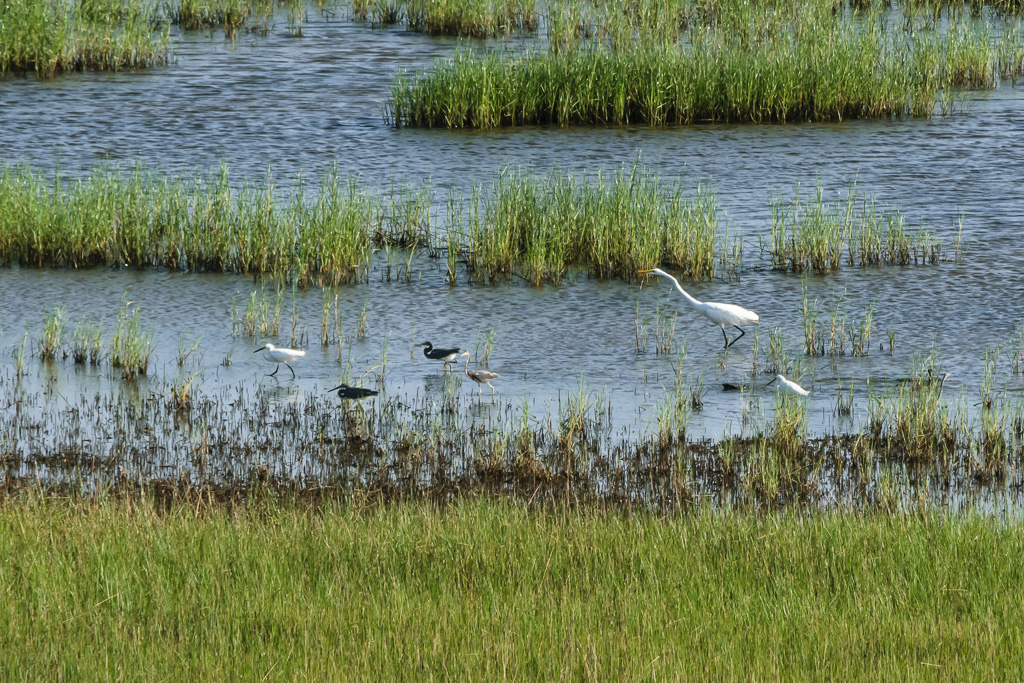 Egret and assortment of smaller shore birds looking for breakfast. (1/500 sec at f / 18,  ISO 1100,  300 mm, 55.0-300.0 mm f/4.5-5.6 ) June 30, 2017