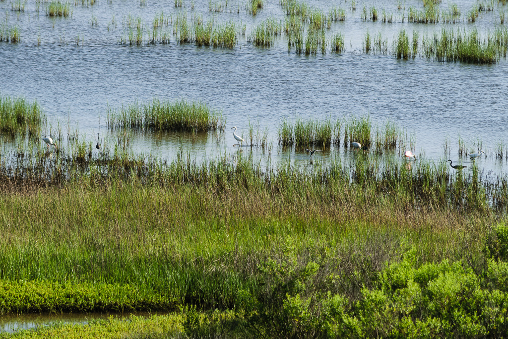 Walking through the shallow wetland waters looking for snacks. (1/400 sec at f / 9.0,  ISO 125,  220 mm, 55.0-300.0 mm f/4.5-5.6 ) June 30, 2017