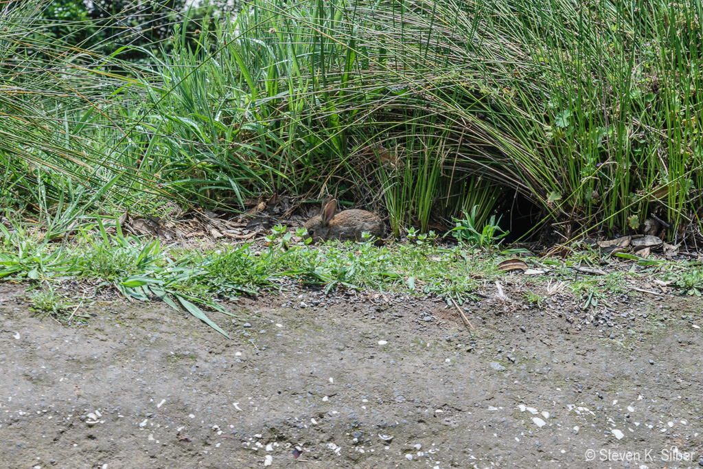 Rabbit quietly ignoring the passers-by... (1/100 sec at f / 9.0,  ISO 200,  55 mm, 18.0-55.0 mm f/3.5-5.6 ) November 23, 2023