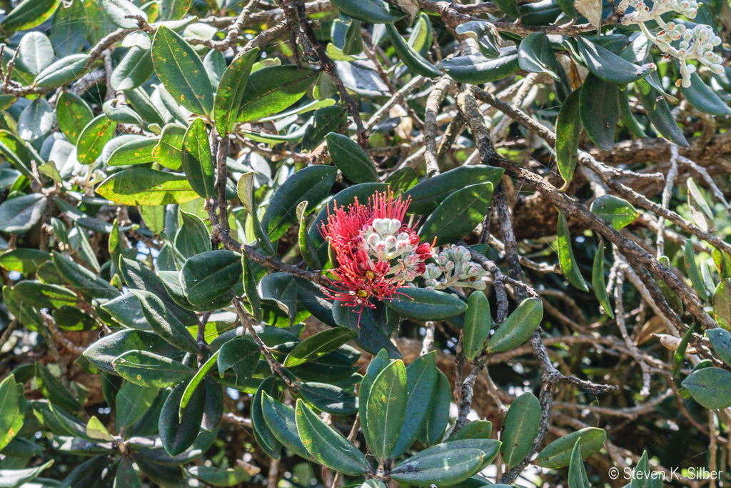 Flower of the Christmas bush or Christmas tree. (1/80 sec at f / 9.0,  ISO 200,  55 mm, 18.0-55.0 mm f/3.5-5.6 ) November 23, 2023