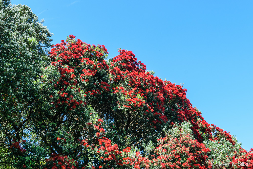 These trees come out in bright red blumes right around Christmas time (early summer!). (1/250 sec at f / 9.0,  ISO 200,  38 mm, 18.0-55.0 mm f/3.5-5.6 ) November 23, 2023