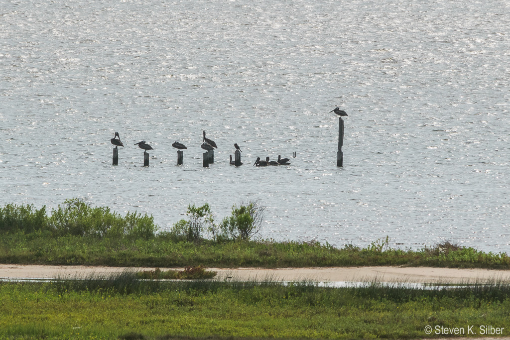 Pelicans sitting and waiting. (1/500 sec at f / 14,  ISO 320,  300 mm, 55.0-300.0 mm f/4.5-5.6 ) June 29, 2017