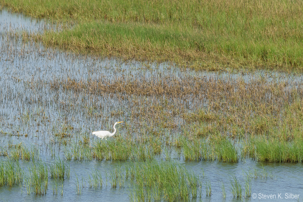 (1/500 sec at f / 9.0,  ISO 450,  300 mm, 55.0-300.0 mm f/4.5-5.6 ) June 29, 2017