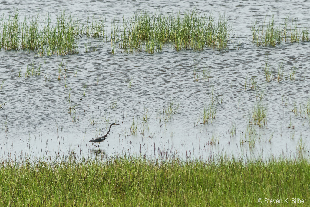 (1/500 sec at f / 9.0,  ISO 360,  300 mm, 55.0-300.0 mm f/4.5-5.6 ) June 29, 2017