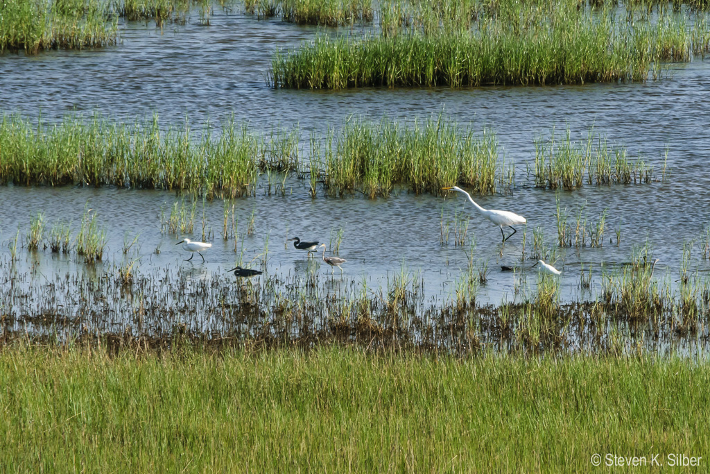 Egret and assortment of smaller shore birds looking for breakfast. (1/500 sec at f / 18,  ISO 1100,  300 mm, 55.0-300.0 mm f/4.5-5.6 ) June 30, 2017