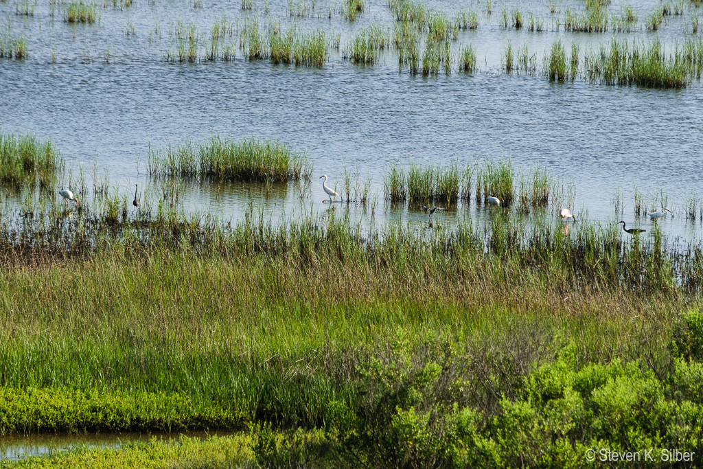 Walking through the shallow wetland waters looking for snacks. (1/400 sec at f / 9.0,  ISO 125,  220 mm, 55.0-300.0 mm f/4.5-5.6 ) June 30, 2017