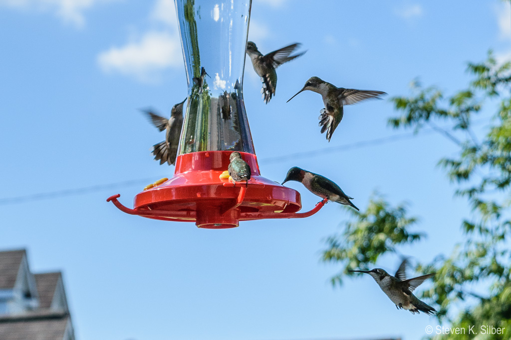 Flocking to the feeder. (1/1000 sec at f / 8.0,  ISO 400,  55 mm, 18.0-55.0 mm f/3.5-5.6 ) September 25, 2019