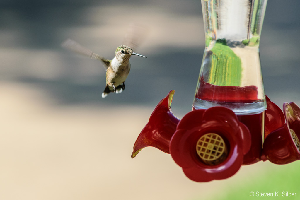 Sure, I'll pose for a second. (1/640 sec at f / 8.0,  ISO 400,  180 mm, 55.0-300.0 mm f/4.5-5.6 ) September 25, 2019