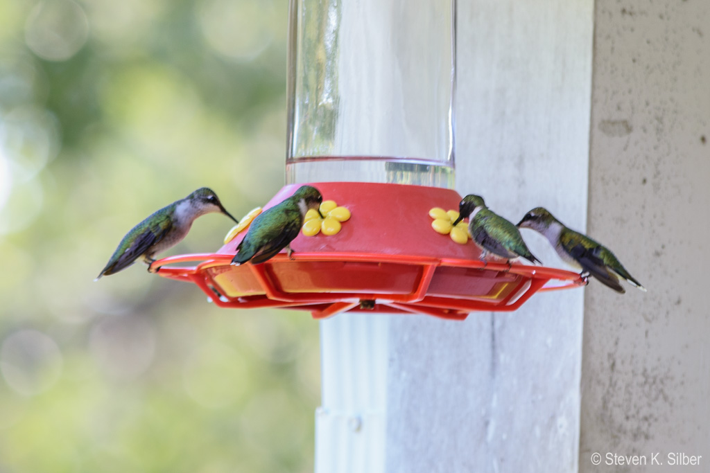 Hey, girls, let's get together for a snack! (1/25 sec at f / 8.0,  ISO 400,  280 mm, 55.0-300.0 mm f/4.5-5.6 ) September 25, 2019