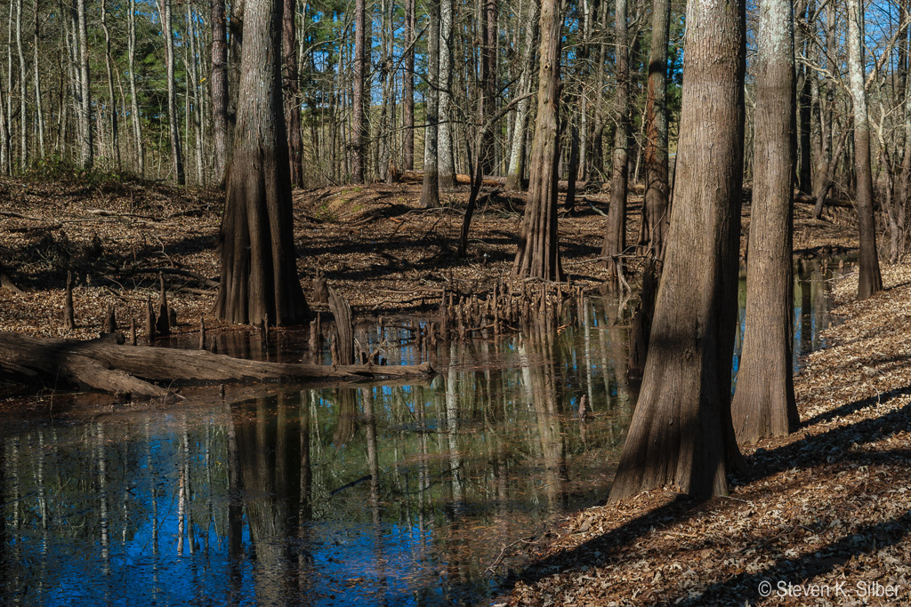 Off Cypress Creek, downstream of Dam outlet. (1/40 sec at f / 9.0,  ISO 100,  35 mm, 18.0-55.0 mm f/3.5-5.6 ) January 25, 2017