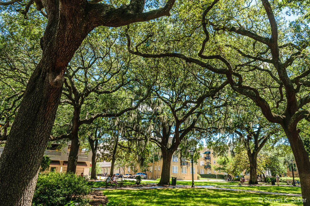 One of the Squares, much shade and Spanish moss. (1/200 sec at f / 7.1,  ISO 200,  18 mm, 18.0-55.0 mm f/3.5-5.6 ) July 09, 2018
