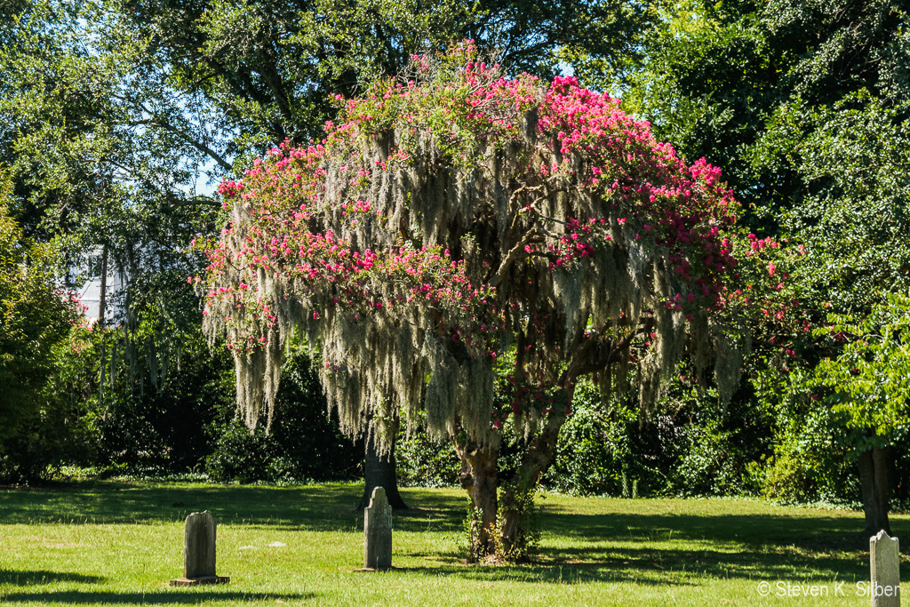 Spanish Moss in the Crepe Myrtle (1/320 sec at f / 5.6,  ISO 200,  55 mm, 18.0-55.0 mm f/3.5-5.6 ) July 10, 2018