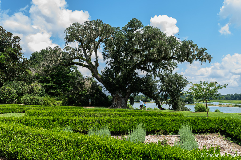 Middleton Oak Tree, ca. 1000 years old. (1/80 sec at f / 9.0,  ISO 125,  20 mm, 18.0-55.0 mm f/3.5-5.6 ) July 14, 2018