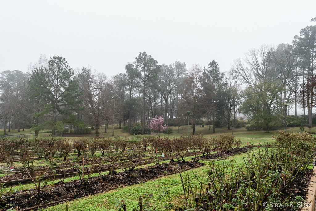 (1/200 sec at f / 11,  ISO 640,  18 mm, 18.0-55.0 mm f/3.5-5.6 ) March 19, 2015